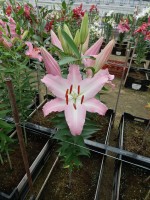 [4214 Camengo Mak No01.JPG]